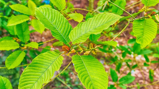 Is Kratom an Opioid?